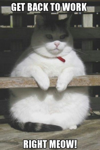 Fat cat is supervising