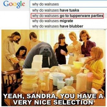 Walruses have lives too you know..