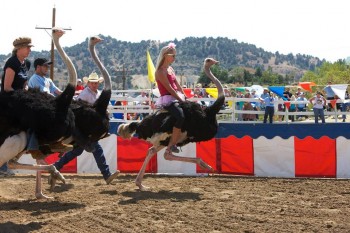 Ostrich Racing