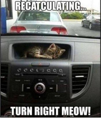 GPS Cat
