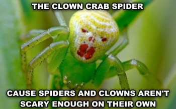 Clown Crab Spider