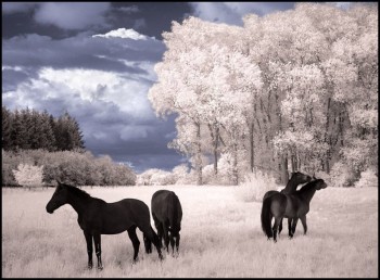 Infrared Trees