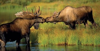 Moose Kiss