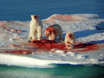 Murderous Bears