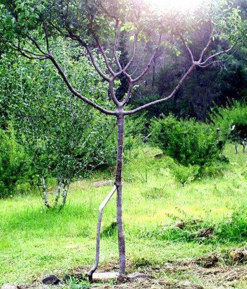 Not Enhanced By Nature