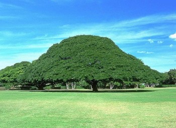 Plenty of Shade