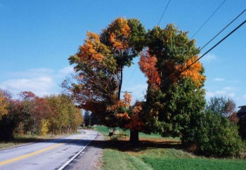 Power Through The Trees