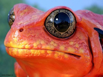 Reflecting Eyes