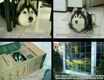 Husky Cat