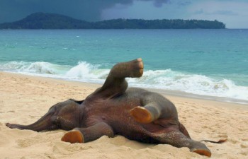 Baby elephant's first time at the beach
