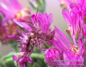 African Flower Mantid