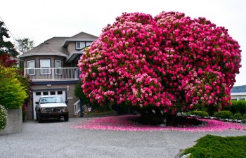 16 magnificent trees