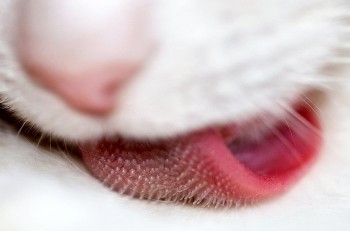 Closeup of a Cats Tongue