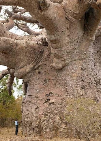 Fairly Large Tree