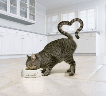 Cat Loves Food
