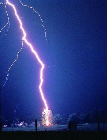 Lightning Tree