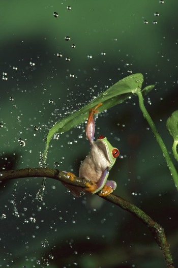 Frog Umbrella