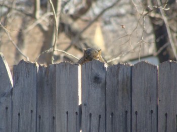 The neighborhood squirrels are plotting against me