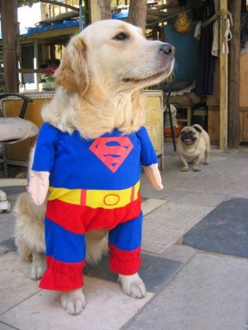 Superdog