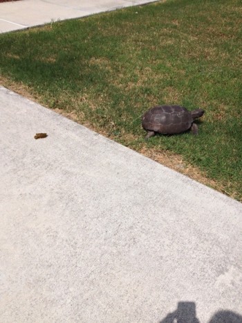This turtle came by and took a dump in my driveway