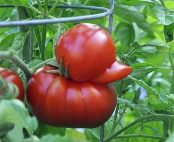 Duck shaped tomato