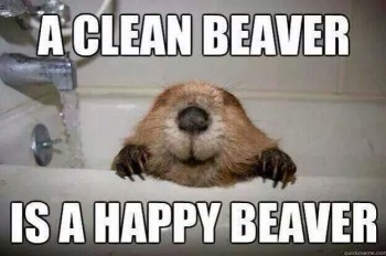 Clean Beaver