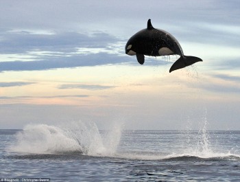 8 ton Orca jumps nearly 20 feet out of the water