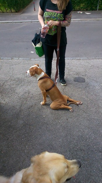 He hasn't quite figured out "sit" yet