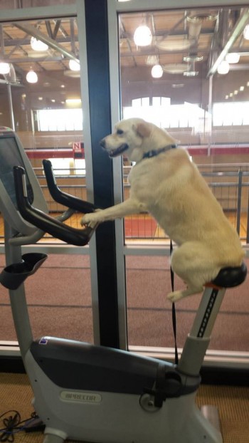 Dog Cardio
