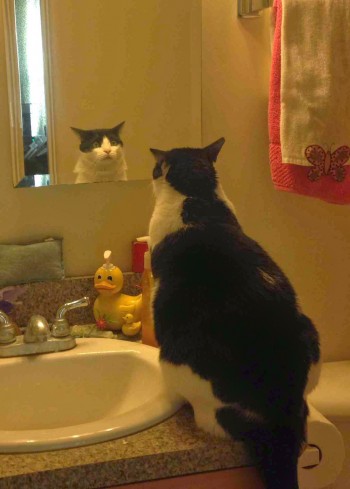 OMG, I'm a cat...