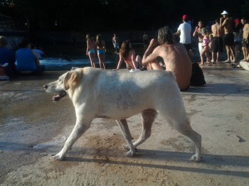 Bulldog lab mix