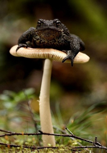 Toadstool