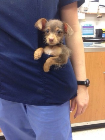 Pocket Puppy
