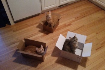Cat traps