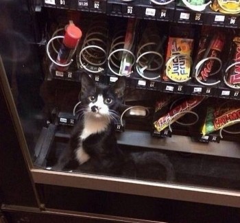 Kit cat