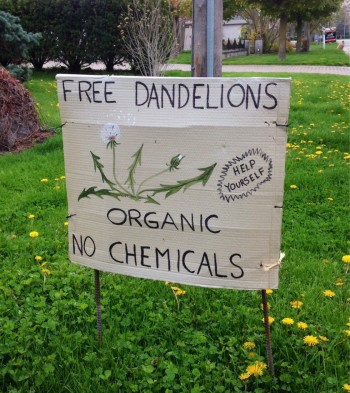 Free Dandelions