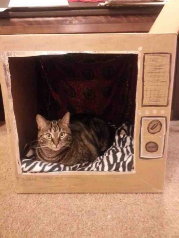 Nothing but cats on tv