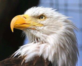 Alaskan Eagle