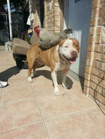 Pitbull has a new friend