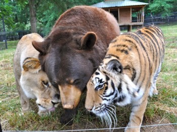 Lions and Tigers and Bears