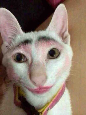 Makeup on a cat