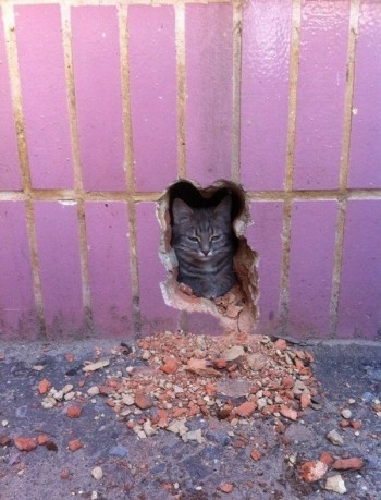 The Pawshank Redemption