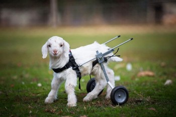 Frostie takes first steps with tiny wheelchair
