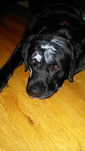 Someone ate the box of powdered donuts...