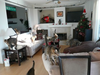 I forgot to turn off the cat copying machine