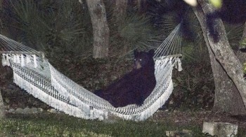 black bear in a hammock
