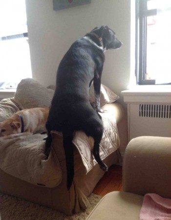 She thinks she's a cat