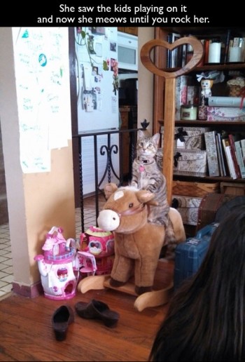 Playful Cat
