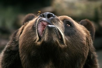 Bears and Bees