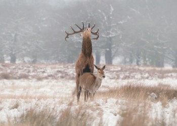 So majestic